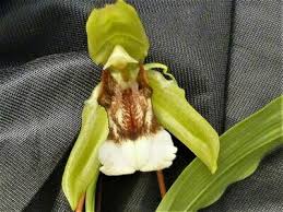 Image result for Angraecum moandense