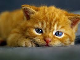Orange cat with blue eyes. 10 Cats With Blue Eyes That Will Make You Go Awwwww Kittens Cutest Cats Beautiful Cats