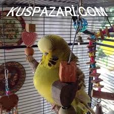 muhabbet kusu panosundaki pin