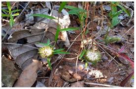 Image result for Dicoma tomentosa