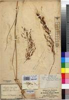 Image result for Loudetia simplex