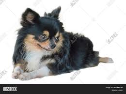 One of the grandparents is a long hair. Photo Cute Small Long Image Photo Free Trial Bigstock