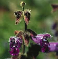 Image result for Achyrospermum laterale