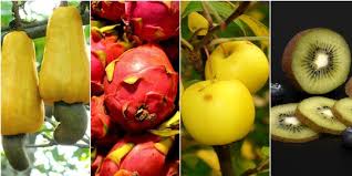 Dilihat dari luar, tampilan buah ini sama sekali tidak menarik, warnanya hijau (putih ketika sudah matang) dan ada afghani berasal dari negara afghan. Unik 10 Buah Yang Dinamai Seperti Binatang Merdeka Com