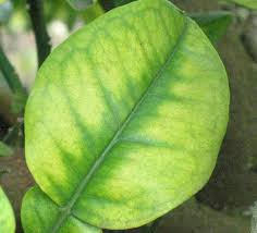 Iron deficiency often occurs in winter, due to low soil temperatures and low root activity but can also be caused by high soil ph and poor drainage. My Citrus Leaves Look Like This Is It Nutrient Deficiency Ask The Green Genie