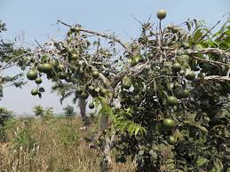 Image result for Strychnos cocculoides