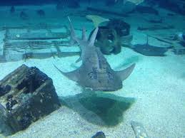 Adventure Aquarium Trip Advisor Adventure Travel Memories