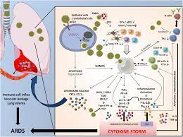 Cơn bão cytokine có thể gây ra nhiều triệu chứng khác nhau. Should We Stimulate Or Suppress Immune Responses In Covid 19 Cytokine And Anti Cytokine Interventions Sciencedirect