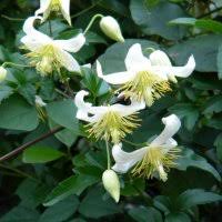 Image result for Clematis commutata