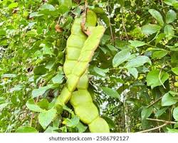 Image result for Entada gigas