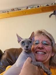 Sphynx Cat Owner Awaits Pet's Homecoming
