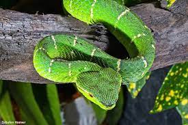 Philippine Arboreal Viper Tropidolaemus Subannulatus Venomous Palawan Viper Philippine