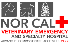Bluepearl pet hospital skokie, il. Emergency Care L Balboa Pet Hospital San Francisco Ca
