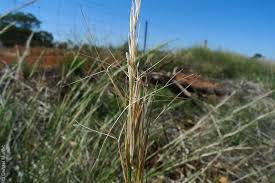 Image result for Aristida bipartita