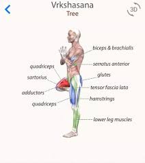 Pin By Laure Acosta On Yoga Journal Yoga Anatomy Yoga Muscles Yoga Training