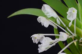 Image result for Podangis dactyloceras