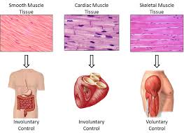 Smooth muscle fibers do not have their myofibrils arranged in strict patterns as in striated muscle, thus no distinct striations are observed in smooth muscle cells under the microscopical examination. Is The Diaphragm A Smooth Muscle Or A Skeletal Muscle Socratic