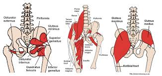 The rhomboids are the muscles of the upper inner back and lower neck. Hips Don T Lie 3 Exercises To Enhance Hip Mobility Healthstin Blog