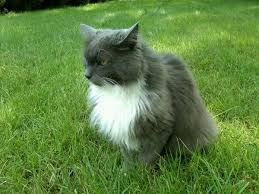 Windsor Locks Lost Gray Tuxedo Cat Has Long Gray Hair With White Paws And White Chest Underside Yellow Eyes About 8lbs Fpt Cats Long Haired Cats Tuxedo Cat
