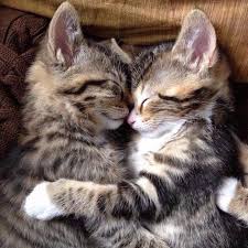 Top 44 Cats Pictures Free Cats For Sale Kittens Kittens Free Kittens Top 44 Cats Pictures Kediler Ve Yavrulari Sevimli Kediler Kedi Esprileri