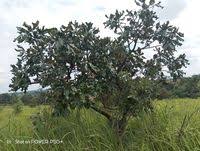 Image result for Terminalia macroptera