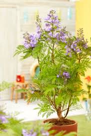 Carobinha | jacarandá caroba, a carobinha. Jacaranda Mimosifolia Bonsai Blue Sakai01 Concept Plants
