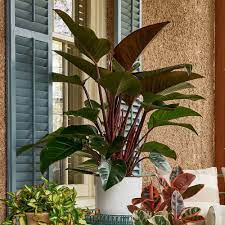 Maybe you would like to learn more about one of these? Philodendron Congo Rojo Plants Indoor Plants Philodendron