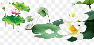 Bunga teratai juga melambangkan kesucian, keilahian harmoni, dan teratai ini bisa tumbuh hingga sebesar 20cm dan daun bulatnya sendiri bisa tumbuh sampai 60cm, selain kecantikan nya bunga teratai juga terkenal. Sistem Sensori Sensor Sensori Ikan Vietnam Nelumbo Nucifera Kolam Teratai Besar Sudut Makanan Layanan Png Pngwing