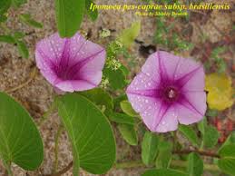 Image result for Ipomoea venosa