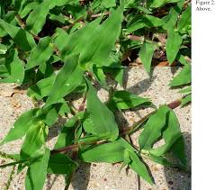 Image result for Arthraxon hispidus