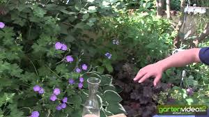 Sie gedeihen an sonnigen und schattigen plätzen und lassen sich super mit gehölzen kombinieren. Terrassengarten Mit Schattigen Stauden Hosta Alchemilla Rudbeckia Geranium Astilben Youtube