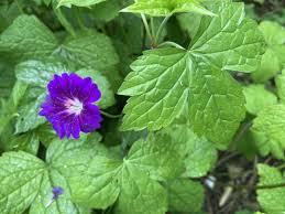 Knotted cranesbill 'Fielding's Folly'