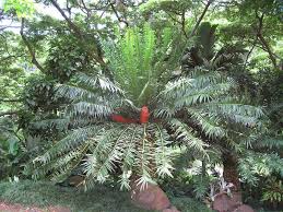 Image result for Encephalartos gratus