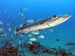 The priceless value of the italian artisan tradition since 1896. Barracuda Wikipedia