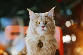 It has a distinctive physical appearance and valuable hunting skills. Maine Coon Cat Facts History Personality And Care Aspca Pet Health Insurance
