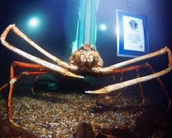 The giant enemy crab trope as used in popular culture. The Widest Crab In Captivity Ever Guinness World Records Facebook