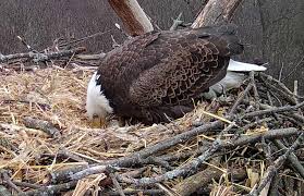 Hanover Bald Eagles lay first egg in nesting season | News, Sports, Jobs - The Express