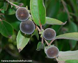 Image result for Dovyalis hispidula