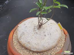 Image result for Raphionacme procumbens