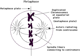 Check spelling or type a new query. The Given Diagram Shows A Stage During Mitotic Division In An Animal Cell I Identify The Stage Give A Reason To Support Your Answer Ii Draw A Neat Labelled Diagram Of The Cell