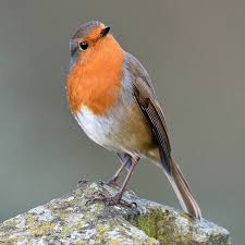 Birds Chirping In The Morning Meaning Paul Crabtree Sur Instagram Today S Bird Photograph Is The Robin Brampton Cumbria Igerscumbria Nutsaboutbirds Photoofthe In 2020 Beautiful Birds Bird Robin Bird