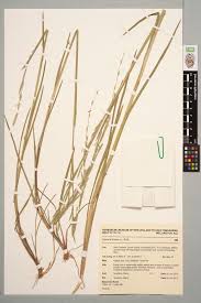 Image result for Glyceria fluitans