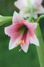 Amaryllis Misty Amaryllis Flowers Amaryllis Amaryllis Bulbs