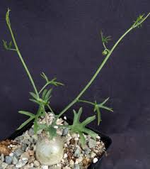 Image result for Kedrostis