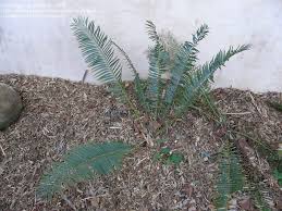Image result for Encephalartos ngoyanus