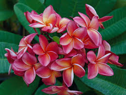 Orange 60 Plumeria Plumeria By Florida Colors Plumeria Flowers Plumeria Frangipani