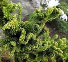 Image result for Cryptomeria japonica
