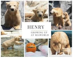 Polar Bear Cartoon A Canadian Adventure Polar Bear Cartoon Baby Polar Bears Bear Habitat