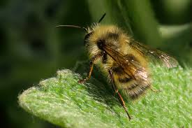 In the summer of 2018, a very popular facebook post quoting david attenborough claimed that feeding sugar water to exhausted bees would help save them. To Save A Dying Bee Honey Bee Suite