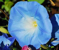 Image result for Ipomoea tricolor